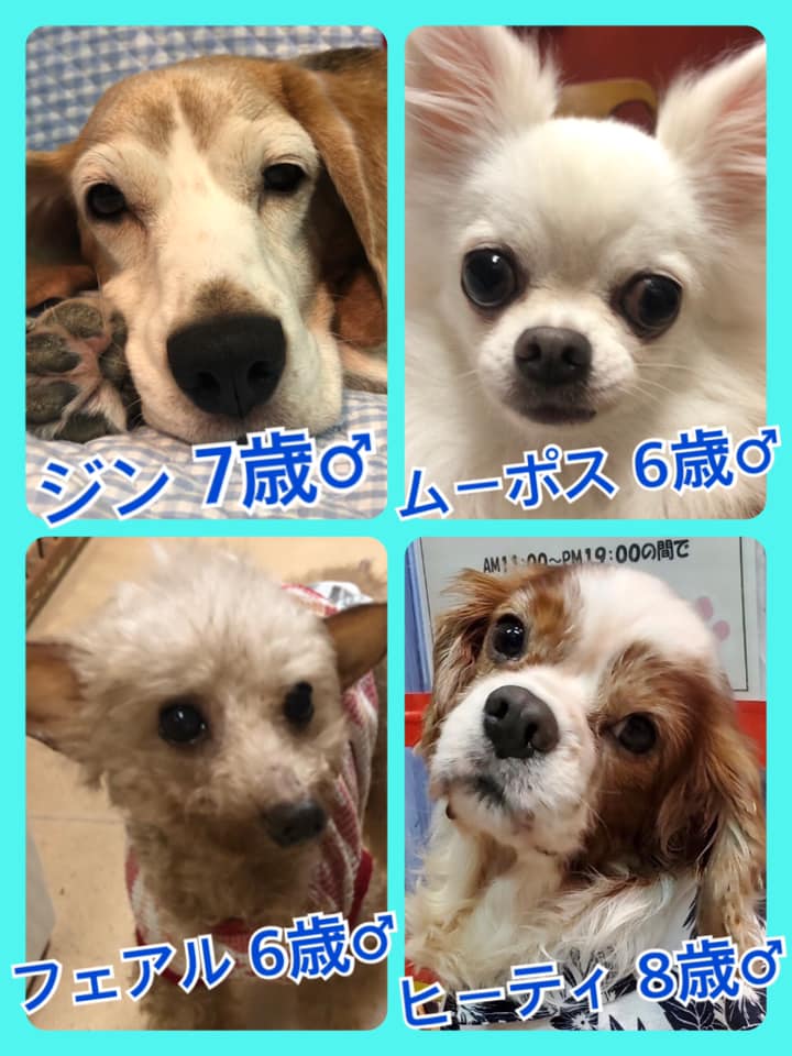 🐾今日の里親様募集中ワンコ🐶メンバーです🐾2020,7,27